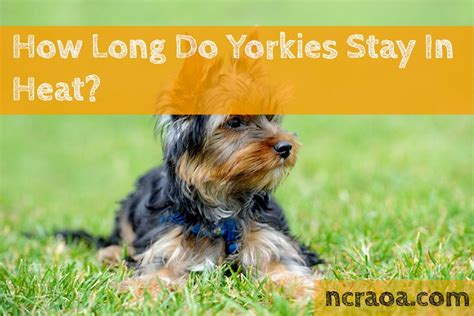 How Long Does A Yorkshire Terrier Stay In Heat