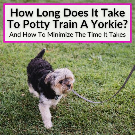 How Long Does Yorkie Training Take?