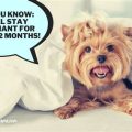 How Long Is A Yorkshire Terrier Pregnant For