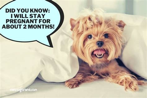 How Long Is A Yorkshire Terrier Pregnant For