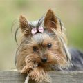 How Many Puppies Do Teacup Yorkies Have