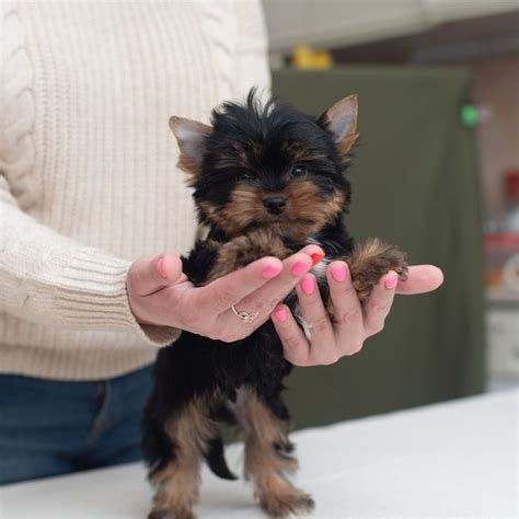 How Many Puppies Will A Yorkie Have