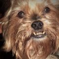 How Many Teeth Are in a Yorkie’s Mouth