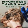 How Many Weeks Should A Yorkie Be Groomed