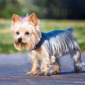 How Much Are Yorkshire Terriers Cost