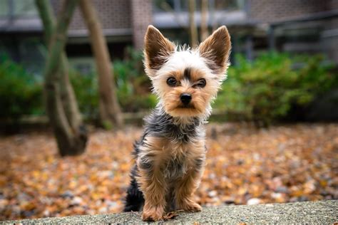 How Much Do Teacup Yorkies Weigh