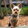 How Much Does A Miniature Yorkie Weigh