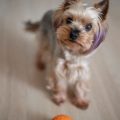 How Much Exercise Does A Yorkshire Terrier Need