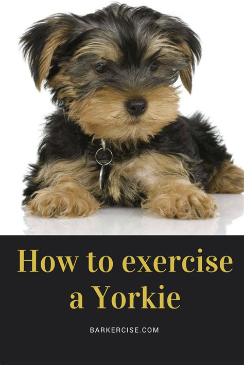 How Much Exercise Does Your Yorkie Need?