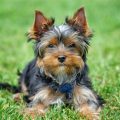 How Much Should A Teacup Yorkie Weigh