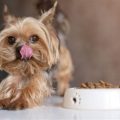 How Much Should A Yorkie Weigh