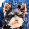 How Much Should A Yorkshire Terrier Eat