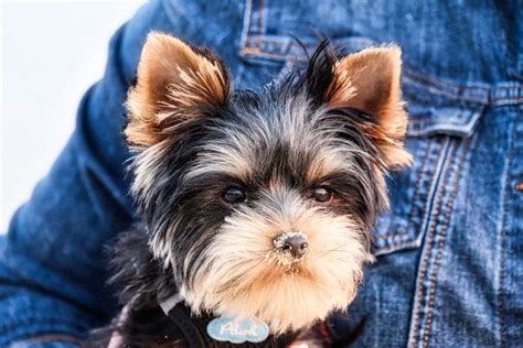 How Much Should A Yorkshire Terrier Eat