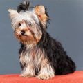 How Much Should My Yorkie Weigh