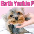 How Often Bathe Yorkie