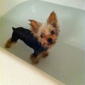 How Often Can I Bathe My Yorkie