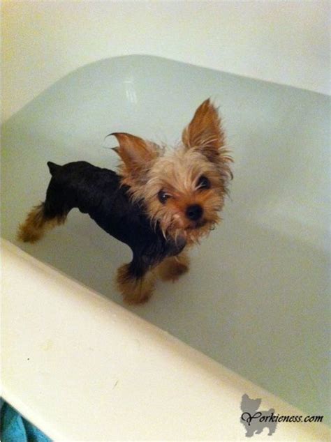 How Often Can I Bathe My Yorkie