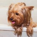 How Often Do You Bathe Yorkies