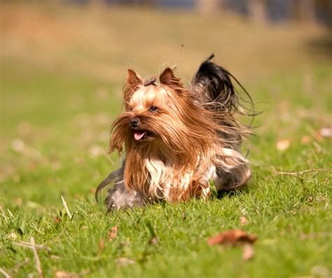 How Often Does A Yorkie Go Into Heat