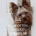 How Often Should I Bathe My Yorkshire Terrier