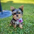 How To Breed Yorkies Dogs