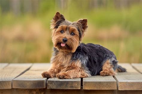 How To Breed Yorkshire Terriers