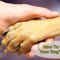 How To Earn A Dogs Trust