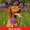 How To Get Burrs Out Of Dog Fur