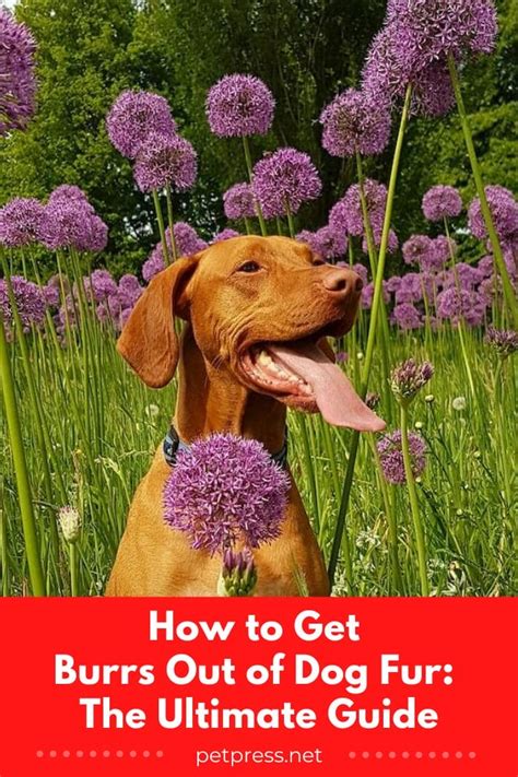 How To Get Burrs Out Of Dog Fur