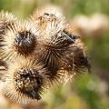 How To Get Burrs Out Of Hair