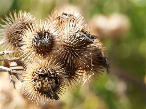 How To Get Burrs Out Of Hair