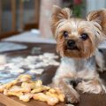 How To Get My Yorkie To Eat Dry Food