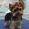 How To Give Yorkie Haircut