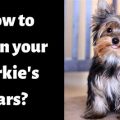 How To Groom Yorkie Ears