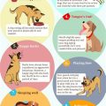 How To Know If Dogs Are Happy