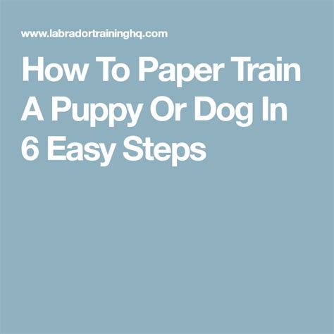 How To Paper Train A Yorkie Puppy