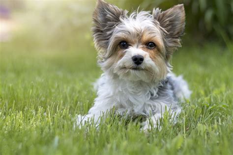 How To Potty Train A Biewer Yorkie