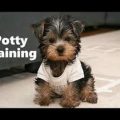 How To Potty Train A Toy Yorkie