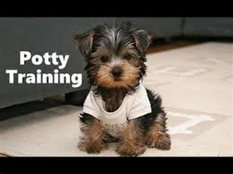 How To Potty Train A Toy Yorkie