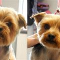 How To Shave A Yorkie With Clippers