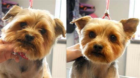 How To Shave A Yorkie With Clippers