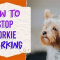 How To Stop Yorkie Barking