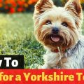 How To Take Care Of A Yorkie