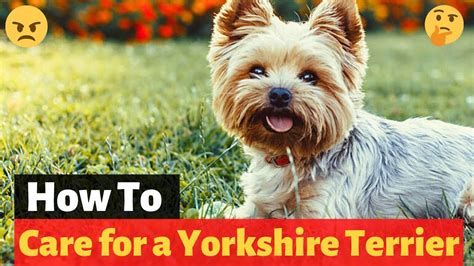 How To Take Care Of A Yorkie