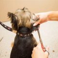 How To Trim Yorkie Ears