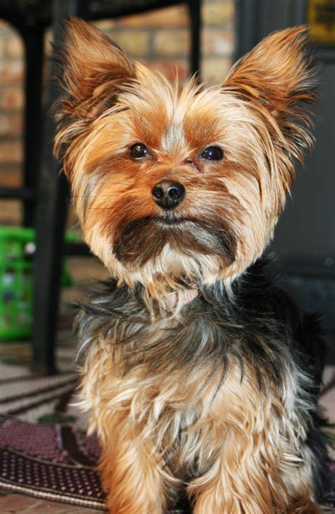 How Yorkshire Terriers Enjoy Summer Safely