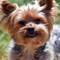 How Yorkshire Terriers Handle Being Alone