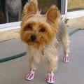 How Yorkshire Terriers Handle Hot Pavement