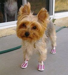 How Yorkshire Terriers Handle Hot Pavement