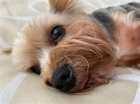 How Yorkshire Terriers Handle Summer Heat